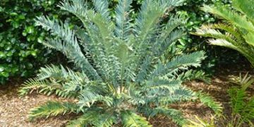 ENCEPHALARTOS ARENARIUS – BLUE & GREEN VARIETIES RARE SOUTH AFRICAN CYCAD