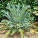 ENCEPHALARTOS ARENARIUS – BLUE & GREEN VARIETIES RARE SOUTH AFRICAN CYCAD