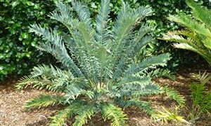 ENCEPHALARTOS ARENARIUS – BLUE VARIETY RARE SOUTH AFRICAN CYCAD