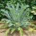 ENCEPHALARTOS ARENARIUS – BLUE VARIETY RARE SOUTH AFRICAN CYCAD