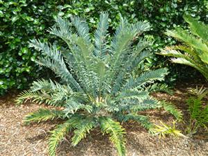 ENCEPHALARTOS ARENARIUS – BLUE VARIETY RARE SOUTH AFRICAN CYCAD