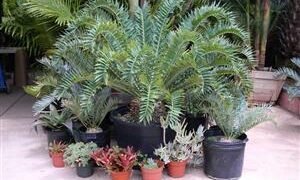 ENCEPHALARTOS ARENARIUS – BLUE & GREEN VARIETIES RARE SOUTH AFRICAN CYCAD