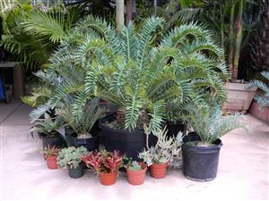 ENCEPHALARTOS ARENARIUS – BLUE & GREEN VARIETIES RARE SOUTH AFRICAN CYCAD