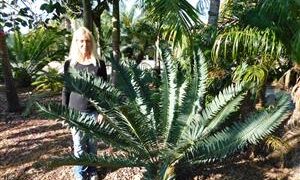 ENCEPHALARTOS MUNCHII A RARE CENTRAL AFRICAN CYCAD