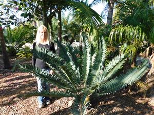 ENCEPHALARTOS MUNCHII A RARE CENTRAL AFRICAN CYCAD