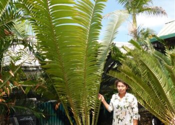 ENCEPHALARTOS KISAMBO EXOTIC CENTRAL AFRICAN CYCAD