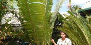 ENCEPHALARTOS KISAMBO EXOTIC CENTRAL AFRICAN CYCAD