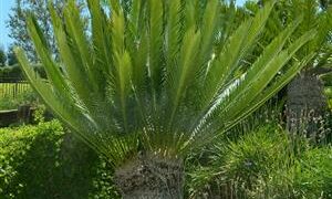 ENCEPHALARTOS LEBOMBOENSIS MEDIUM SIZED SOUTH AFRICAN CYCAD