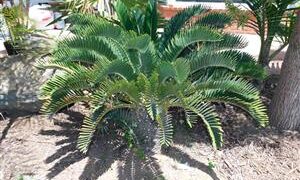 ENCEPHALARTOS LONGIFOLIUS – BLUE FORM MEDIUM TO LARGE RARE SOUTH AFRICAN CYCAD