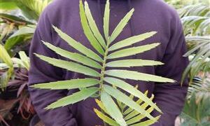 ENCEPHALARTOS PAUCIDENTATUS MEDIUM TO LARGE RARE SOUTH AFRICAN CYCAD