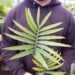ENCEPHALARTOS PAUCIDENTATUS MEDIUM TO LARGE RARE SOUTH AFRICAN CYCAD