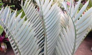 INTERESTING BLUE HYBRID ENCEPHALARTOS ENCEPHALARTOS LONGIFOLIUS X PRINCEPS