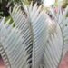 INTERESTING BLUE HYBRID ENCEPHALARTOS ENCEPHALARTOS LONGIFOLIUS X PRINCEPS