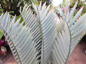 INTERESTING BLUE HYBRID ENCEPHALARTOS ENCEPHALARTOS LONGIFOLIUS X PRINCEPS