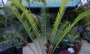 ENCEPHALARTOS WHITELOCKII LARGER CENTRAL AFRICAN CYCAD LONG UPRIGHT LEAVES