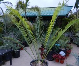 ENCEPHALARTOS WHITELOCKII LARGER CENTRAL AFRICAN CYCAD LONG UPRIGHT LEAVES