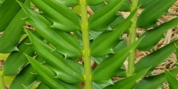 SUPER UNUSUAL ENCEPHALARTOS HYBRID F2 HYBRID WITH E. WOODII POLLEN
