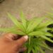 EUTERPE EDULIS THIN, SINGLE TRUNK PINNATE PALM EXOTIC AND TROPICAL APPEARING