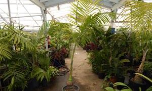 GAUSSIA MAYA A VERY DIFFERENT PALM FOR SO. CALIFORNIA