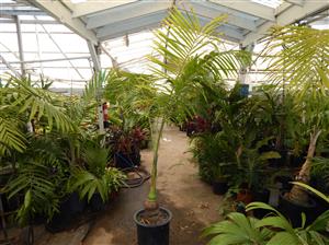 GAUSSIA MAYA A VERY DIFFERENT PALM FOR SO. CALIFORNIA