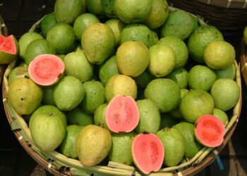ASIAN GUAVA FRUIT TREE GIVING LARGE FRUITS