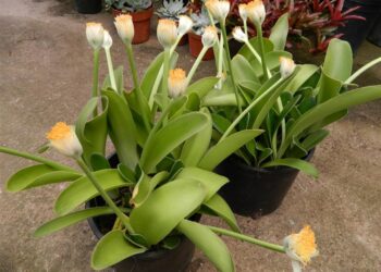 HAEMANTHUS ALBIFLOS UNDERSTORY COMPANION PLANT