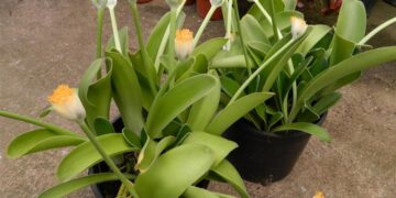 HAEMANTHUS ALBIFLOS UNDERSTORY COMPANION PLANT