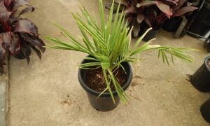JUBAEA CHILENSIS THE CHILEAN WINE PALM – A TRUCK STAND ALONE SPECIMEN PALM