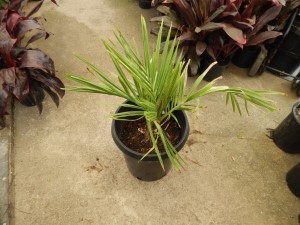 JUBAEA CHILENSIS THE CHILEAN WINE PALM – A TRUCK STAND ALONE SPECIMEN PALM