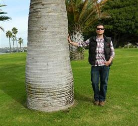 JUBAEA CHILENSIS