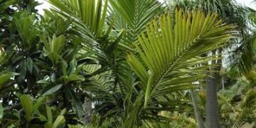 KENTIOPSIS OLIVIFORMIS A GREAT CROWN SHAFTED PALM