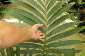 KENTIOPSIS OLIVIFORMIS A GREAT CROWN SHAFTED PALM