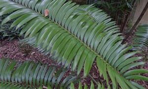 LEPIDOZAMIA HOPEI LEPIDOZAMIA SPECIES WITH WIDER LEAFLETS