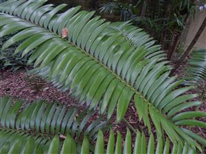 LEPIDOZAMIA HOPEI LEPIDOZAMIA SPECIES WITH WIDER LEAFLETS