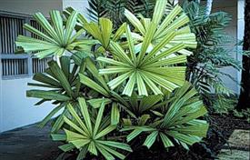 LICUALA SPINOSA EXOTIC AND MEDIUM HEIGHT TROPICAL FAN PALM