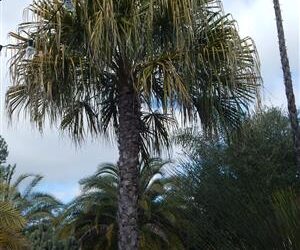 LIVISTONA DECIPIENS  – AKA LIVISTONA DECORA THIN TRUNK AUSTRALIAN FAN PALM