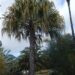 LIVISTONA DECIPIENS  – AKA LIVISTONA DECORA THIN TRUNK AUSTRALIAN FAN PALM