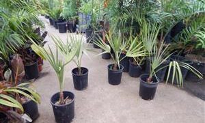 LIVISTONA LANGINOSA THE WOOLY LIVISTONA