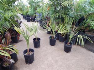 LIVISTONA LANGINOSA THE WOOLY LIVISTONA