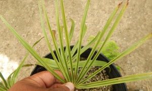 LIVISTONA MUELLERRII MEDIUM SIZED FAN PALM WITH MAROON COLORED BLOSSOMS