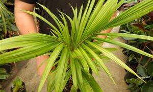 LYTOCARYUM HOENII NEAR EXTINCT SEMI-DWARF PALM FROM BRAZIL