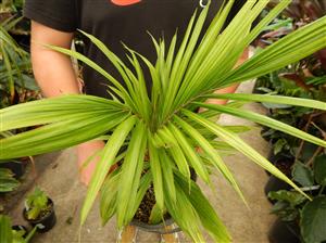 LYTOCARYUM HOENII NEAR EXTINCT SEMI-DWARF PALM FROM BRAZIL