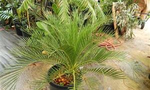 MACROZAMIA RIEDLEI RARE GREEN CYCAD FROM WESTERN AUSTRALIA