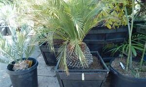 MACROZAMIA MOOREI LARGER COLD HARDY CYCAD