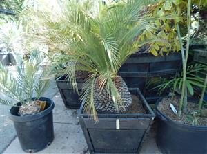 MACROZAMIA MOOREI LARGER COLD HARDY CYCAD