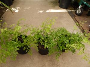 MAIDENHAIR FERN GENUS ADIANTUM