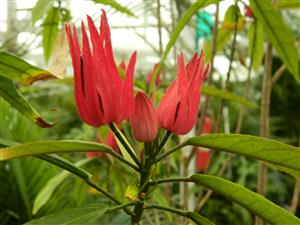 PAVONIA MULTIFLORA BRAZILIAN CANDLES RED BLOSSOMS IN SHADE!