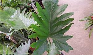 PHILODENDRON SELLOUM AKA PHILODEDRON BIPINNATIFIDUM