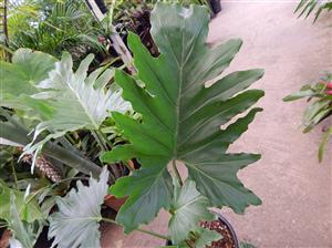 PHILODENDRON SELLOUM AKA PHILODEDRON BIPINNATIFIDUM