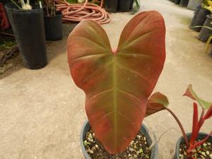 PHILODENDRON SPECIES RED ON BOTH SIDES
